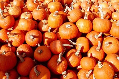 Wallpaper: Pumpkin Wallpapers