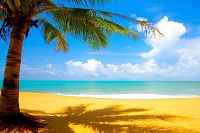 Beach And Palm Tree 800x600 Wallpapers, 800x600 Wallpapers ...