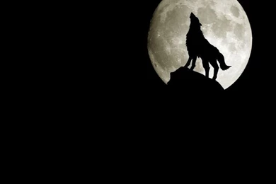 3D Wolf Wallpapers 800x600 Wallpapers, 800x600 Wallpapers ...