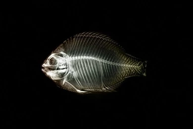 Fish Bone 800x600 Wallpapers, 800x600 Wallpapers & Pictures Free ...