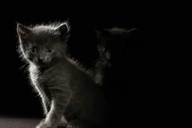 1024x768 Kittens In The Dark Desktop PC And Mac Wallpapers