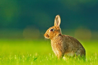 Free Download Lovely Pets For Rabbits Desktop Background Images ...