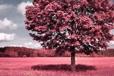 Spring iphone wallpaper 1.jpg