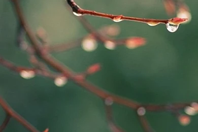 Water Drops Spring iPhone 5s Wallpapers Download