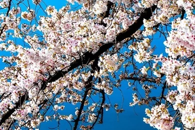 Download Wallpapers 750x1334 Sakura, Blossoms, Branches, Water ...