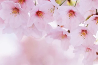 Spring flowers 02.jpg