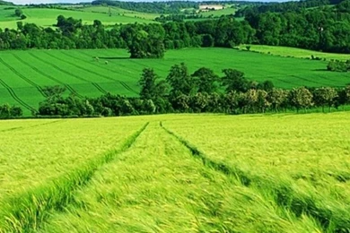 640x1136 Beautiful Spring Field & Trees Iphone 5 Wallpapers