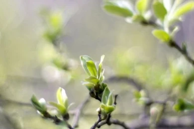 640x1136 Spring Sprouts Iphone 5 Wallpapers