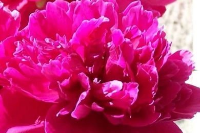 Download Wallpapers 640x1136 Peonies, Flowers, Bouquet, Box, Spring ...