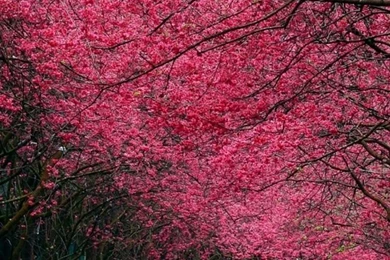 640x1136 Pink Trees & Road Spring Time Iphone 5 Wallpapers