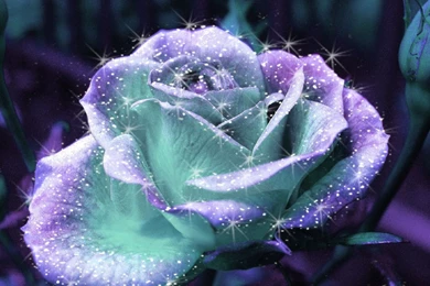 Glitter Rose, S, Flower, Shiny, Flowers, 1920x1200 HD Wallpapers ...