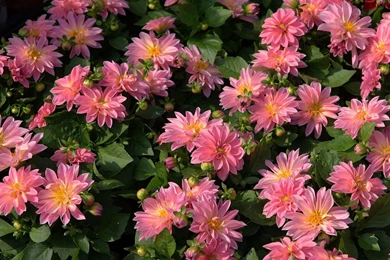 Dahlia Flower Desktop Wallpaper, Dahlia Flower Images, New Wallpapers