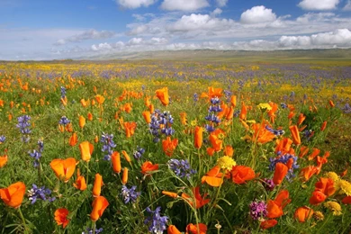 Desktop Wallpapers Flowers Hd   Wallpaper.