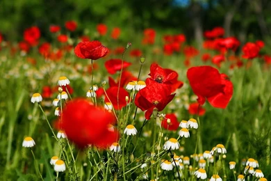 Full Hd Flower Wallpapers   Wallpaper.