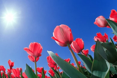 Wallpapers: Flowers Desktop Wallpapers