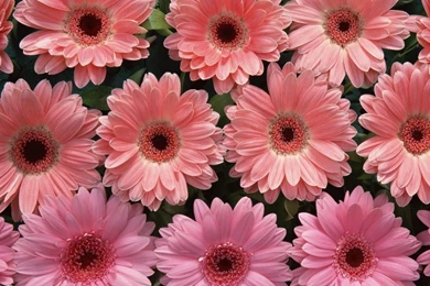 Pink Flower Desktop Wallpapers   Wallpapers HD Base
