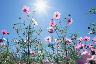 Blue Flower Desktop Wallpaper, Blue Flower Images, New Wallpapers