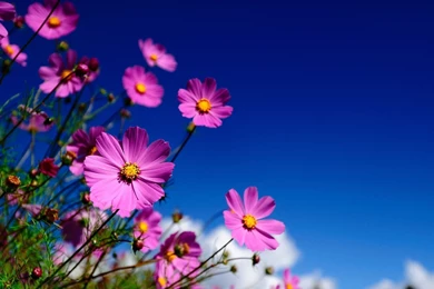 Flowers In HD HD Wallpapers Desktop Wallpapers Coolhdwallpapersjar.com