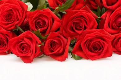 Valentines Day Flowers Wallpapers