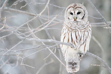 White Owl Winter Raptor Feathers Tree Bird Animal Season Birds ...