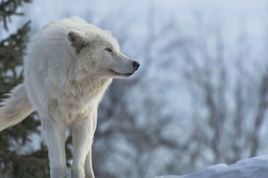 Winter Wolves HD Wallpaper, Winter Wolves Images