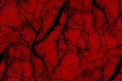 Vampire Backgrounds: Spooky Trees