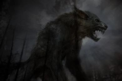 Wolf Wallpapers