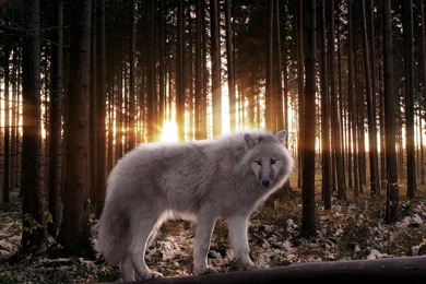 Download Wallpapers 3840x2160 Wolf, Wood, Predator, Rays, Light 4K ...