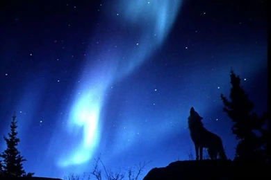 Wolf Howling Wallpaper.