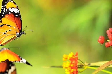 Related Pictures Beautiful Butterfly Desktop Wallpapers Album