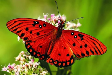 Butterfly Pink Wallpapers Dowload