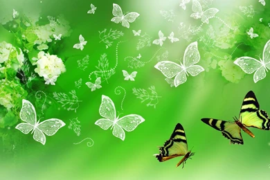 1592) Green Butterfly HD Desktop Wallpapers   WalOps.com