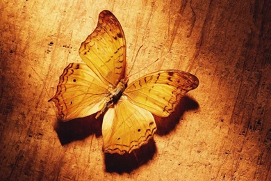 Download Beautiful Butterfly Desktop Wallpapers Decent Pics ...