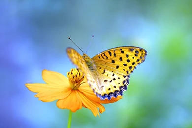 Butterfly Yellow Butterfly Desktop Wallpapers – Finehdwallpaperr.com
