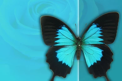 Butterfly Wallpapers « Animal Spot