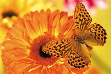 Desktop Wallpapers · Gallery · Nature · Desktop Butterfly ...