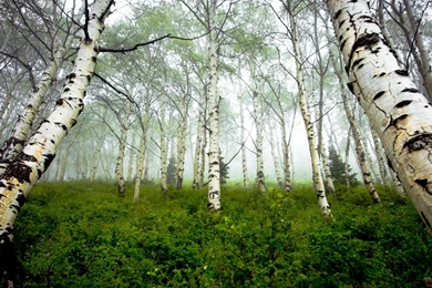 Aspens Woods 2560×1440 Wallpapers Hd Wallpaper Backgrounds Wood ...