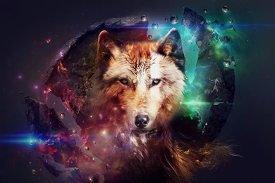 Wolf In Space Wallpapers