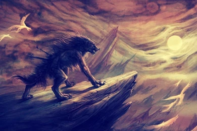 803 Wolf HD Wallpapers