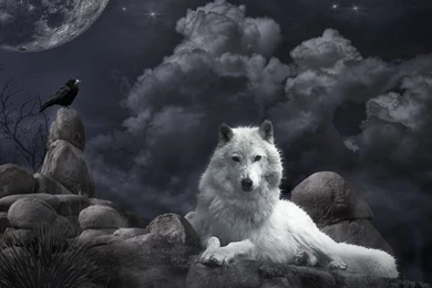 Wolf Animal Wallpapers