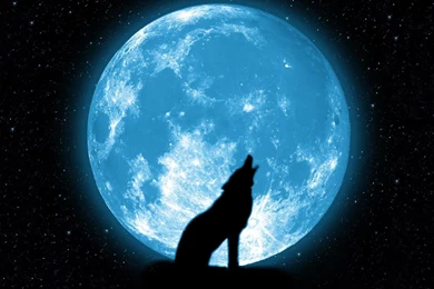 Wolf And Moon Pictures   HD Wallpapers Lovely