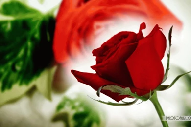 Beautiful Free Original Flower Desktop Wallpapers Tropical Hibiscus ...