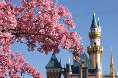 Disneyland wallpaper castle flowers.jpg