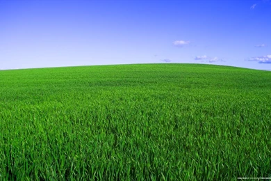 1440x900 Deep Green Spring Desktop PC And Mac Wallpapers