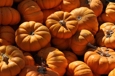 Top Pumpkins Wallpapers Myspace Background Images For Pinterest