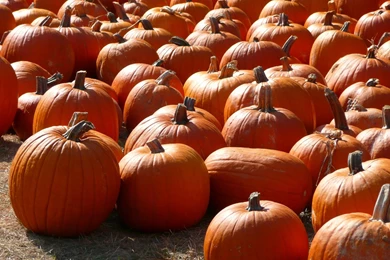 MLeWallpapers.com   Pumpkin Patch