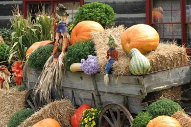 Autumn Display : Scarecrow & Pumpkins Wallpapers .pumpkins ...