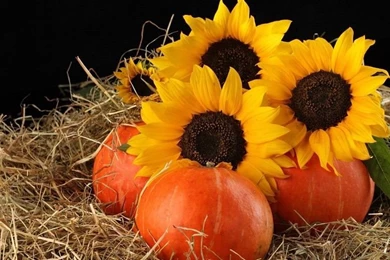 Pumpkins And Sunflowers Free Desktop Backgrounds And Wallpapers