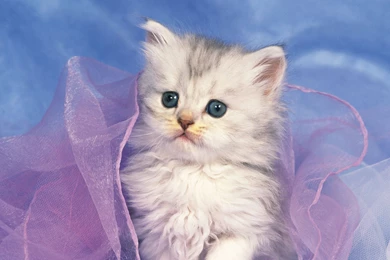 Cute Grey Kitten Wallpapers 2560x1920 Px Free Download ...