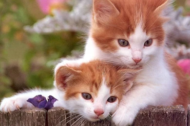 My Free Wallpapers   Nature Wallpapers : Kitten